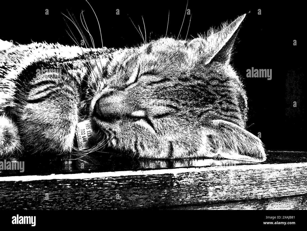 Photo noire et blanche à contraste élevé de chat de maison endormi Banque D'Images