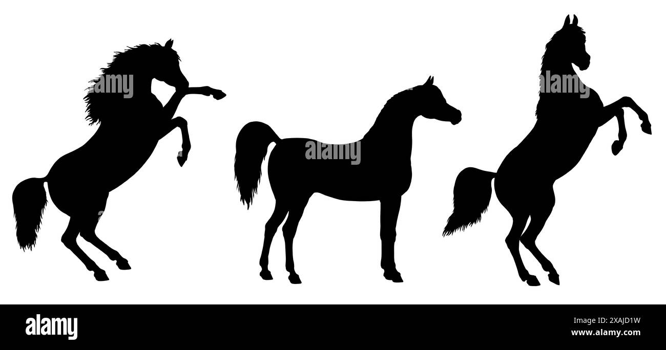 Silhouette noire d'un cheval arabe. Dessin équin. Banque D'Images