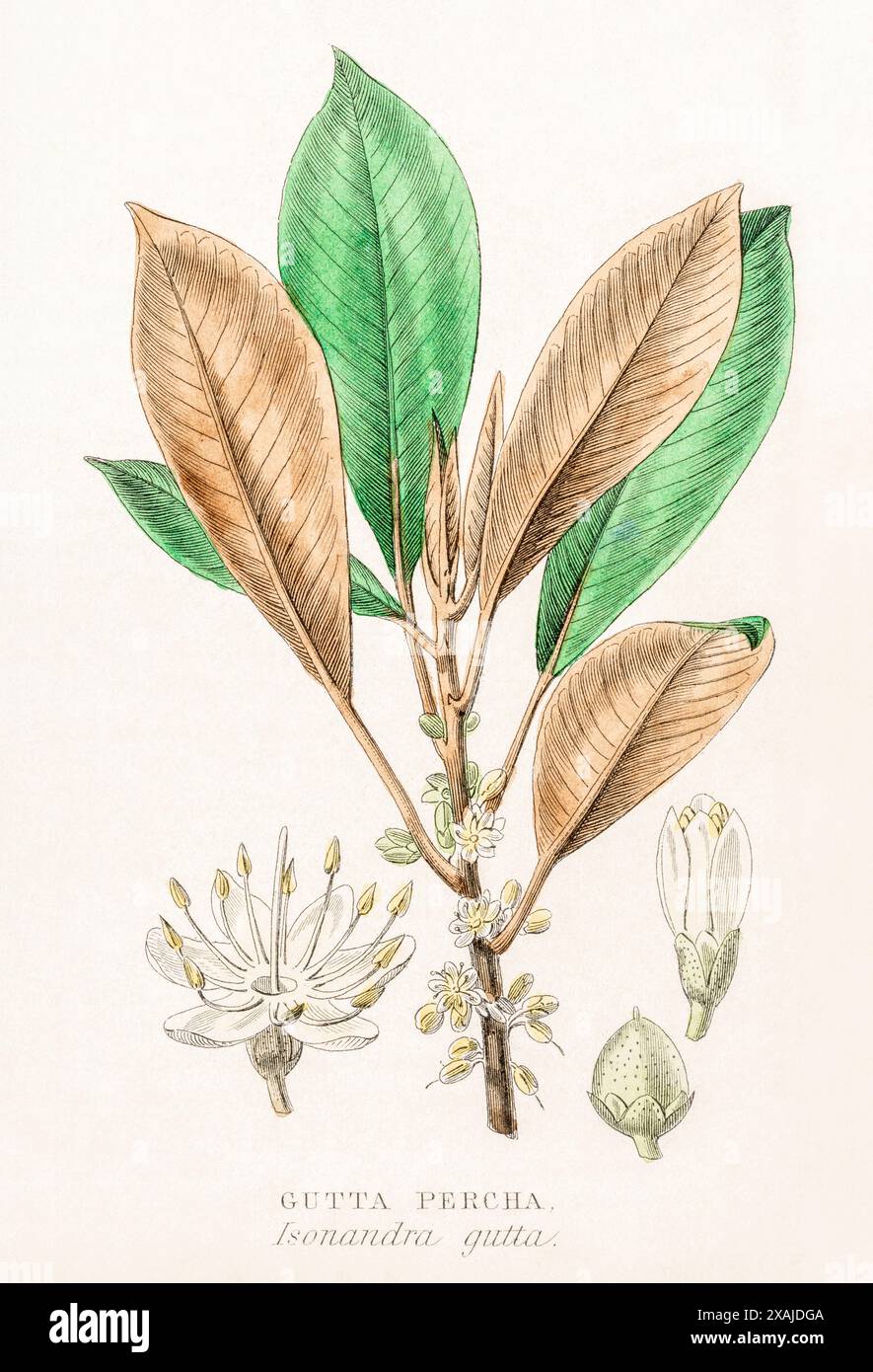 1872 gravure botanique couleur victorienne peinte à la main dans le Royaume végétal de William Rhind : gutta percha / Isonandra gutta syn. Palaquium gutta Banque D'Images