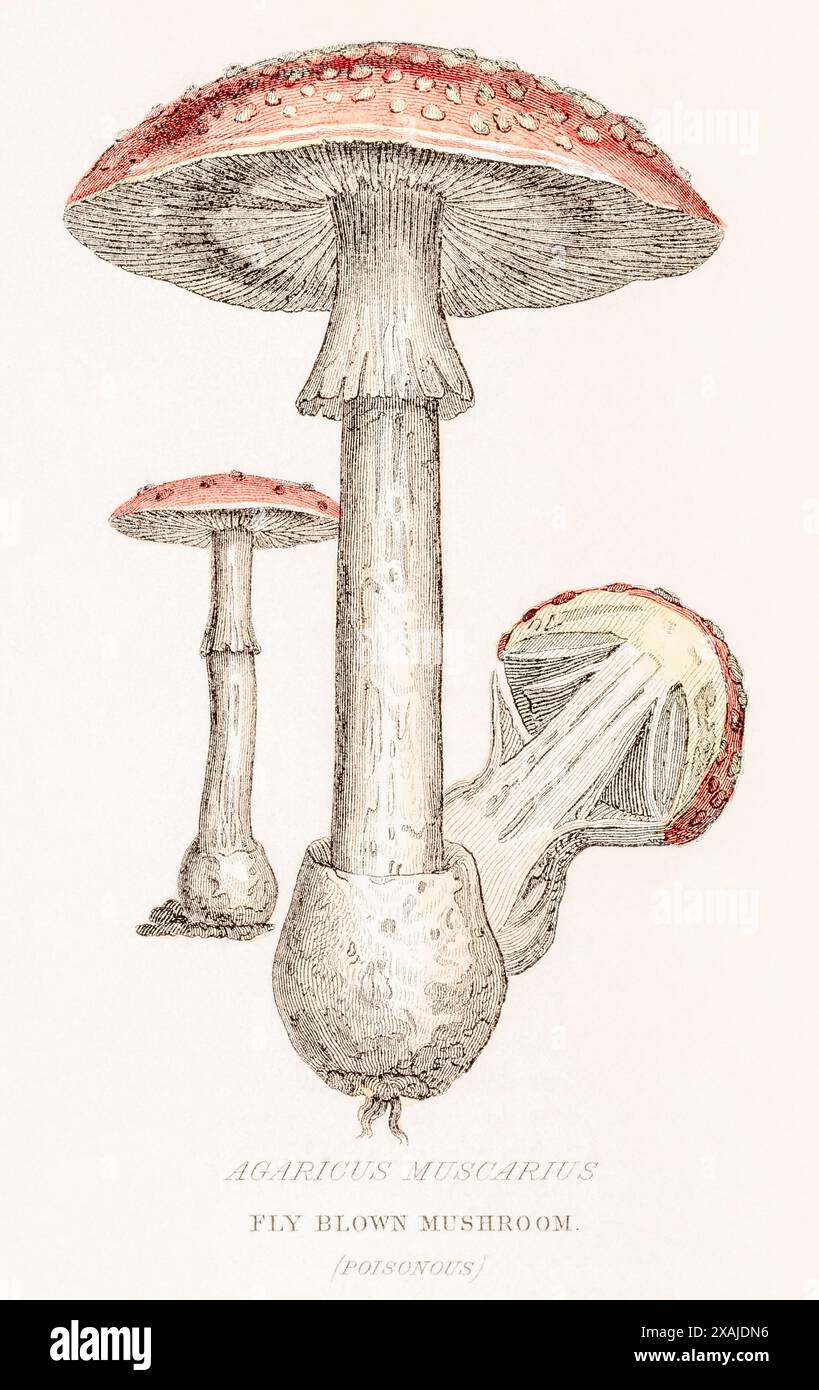 1872 gravure botanique couleur victorienne peinte à la main dans le Royaume végétal de William Rhind : Amanita muscaria, Agaricus muscarius / Fly agaric. Banque D'Images