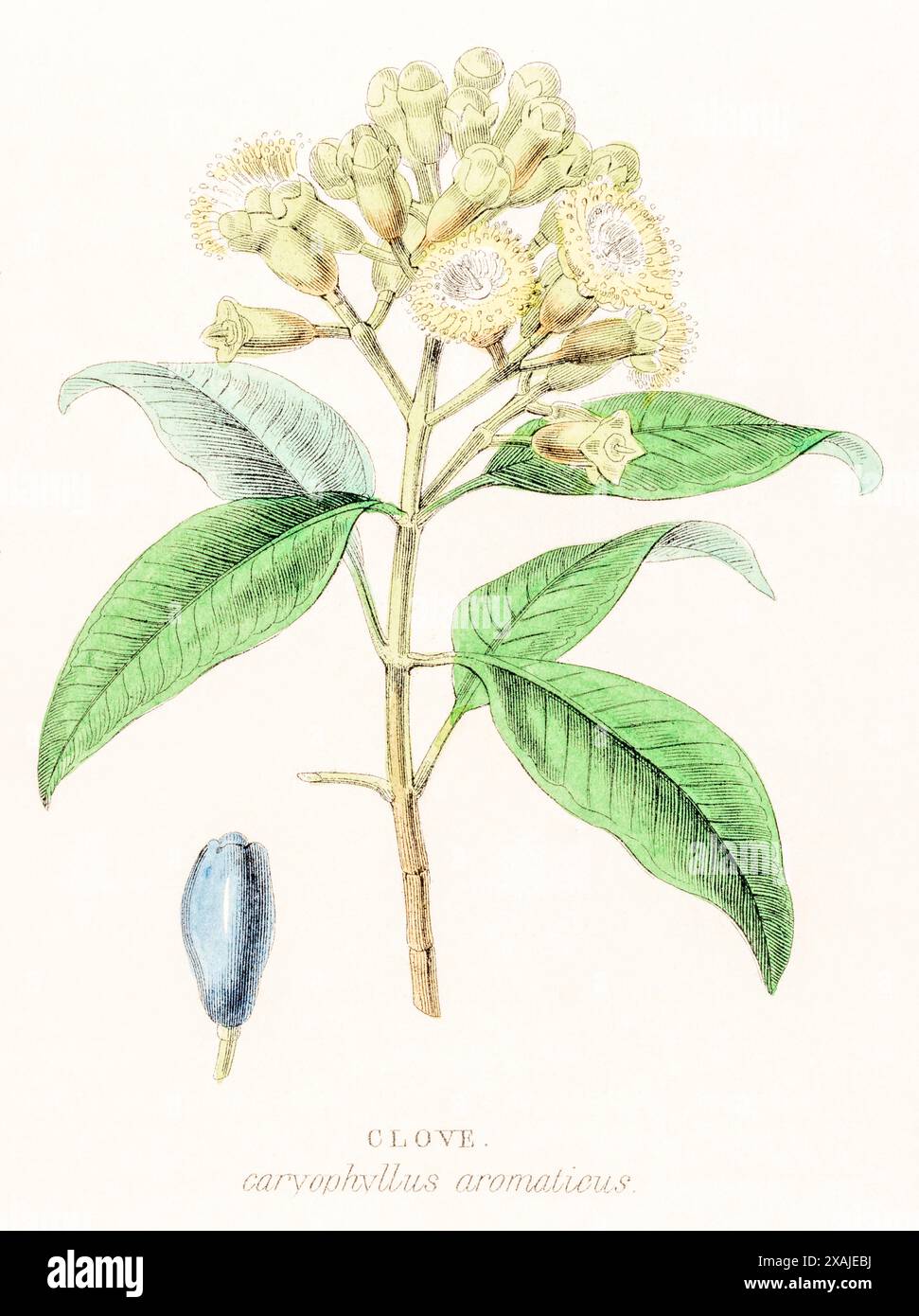 1872 gravure botanique couleur victorienne peinte à la main dans William Rhind's Vegetable Kingdom : clou de girofle / caryophyllus aromaticus syn. Syzygium aromaticum. Banque D'Images