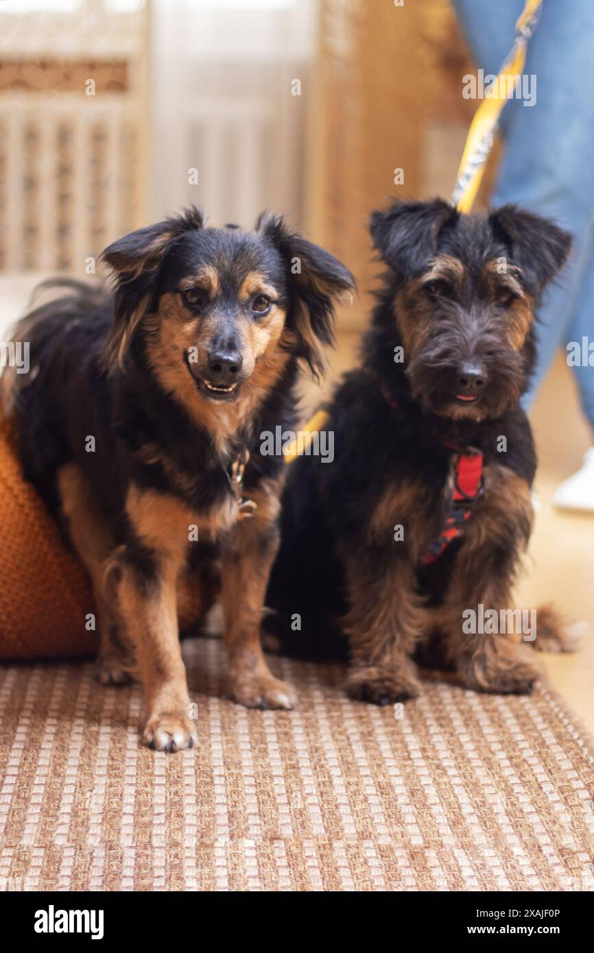 Deux chiens de races différentes se tiennent paisiblement côte à côte sur un tapis moelleux, montrant leurs manteaux à fourrure et leurs queues agitées. Ils semblent bel Banque D'Images