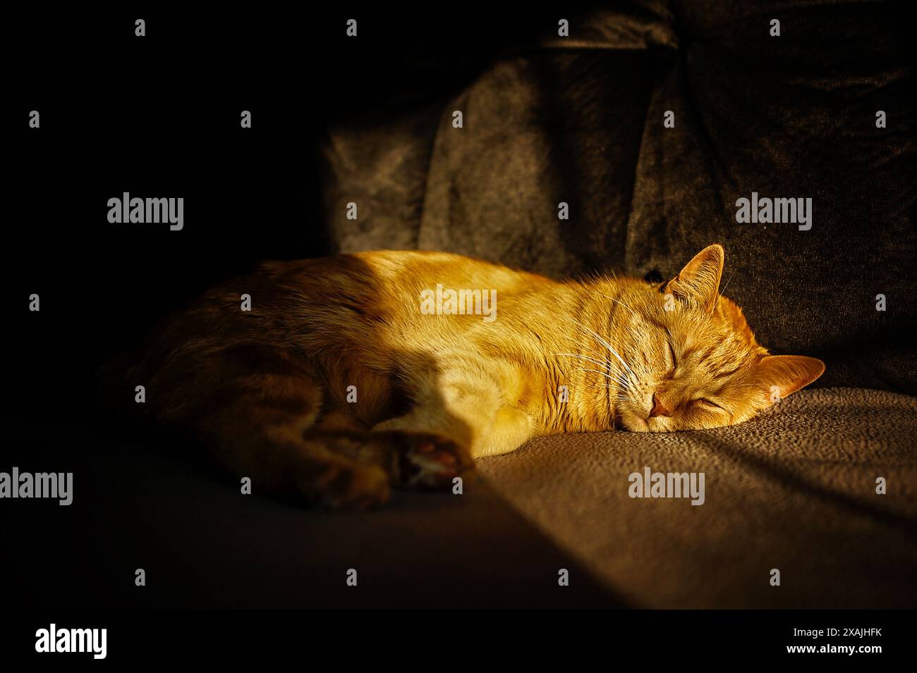 Jeune chat tabby orange dormant au soleil sur le canapé Banque D'Images