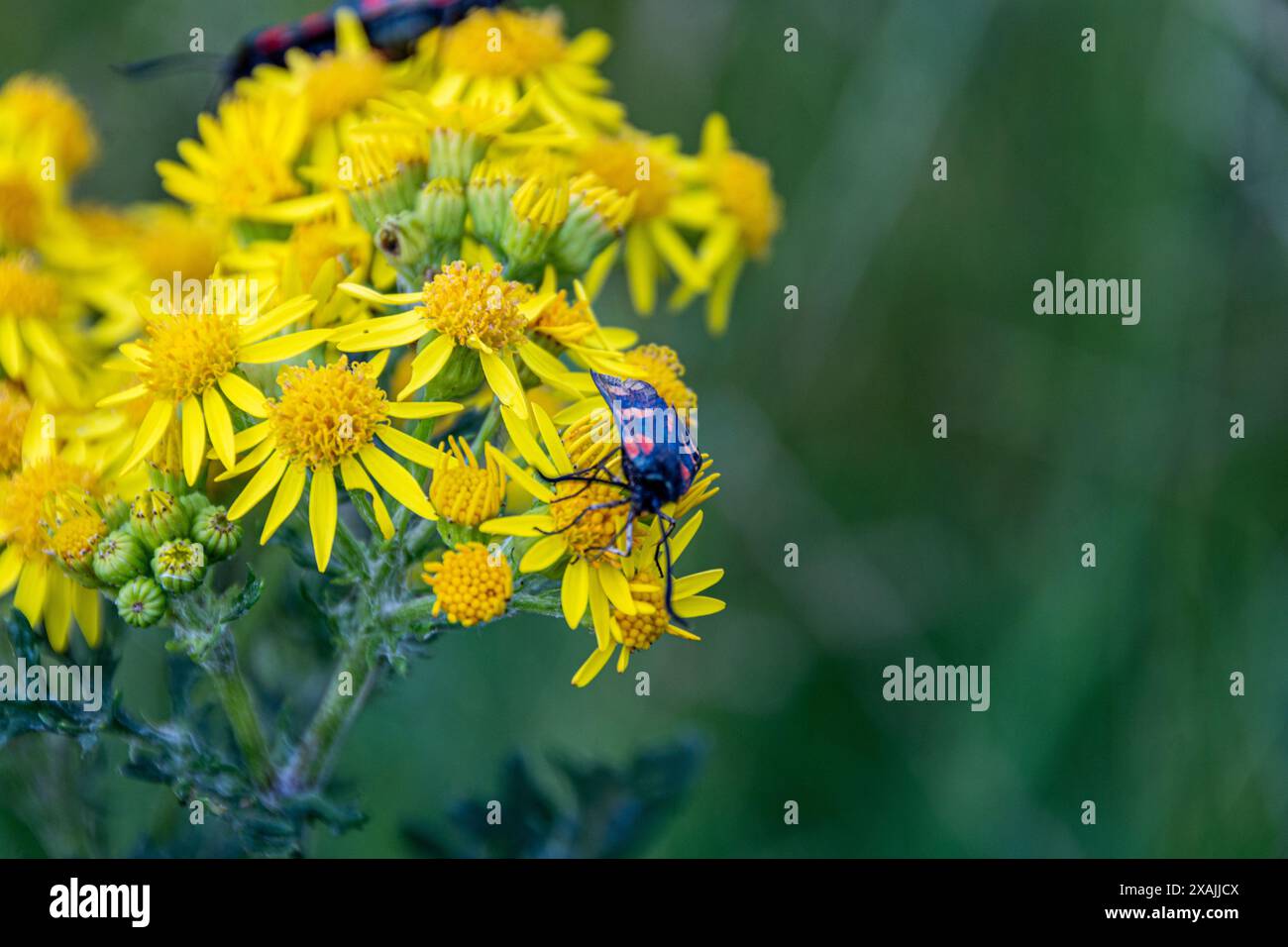 Boxelder 2 Banque D'Images