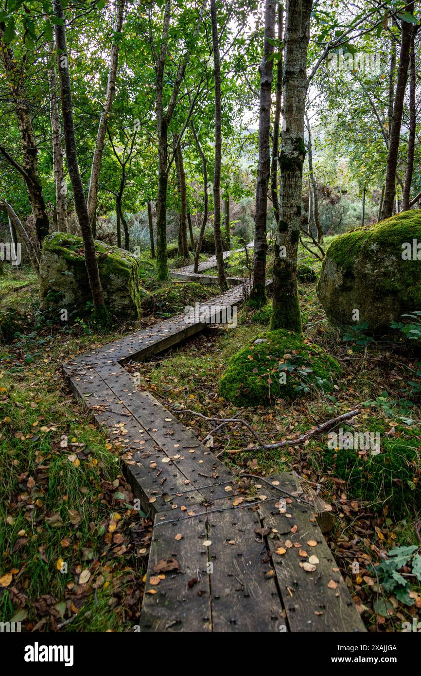 Sentier des bois Banque D'Images