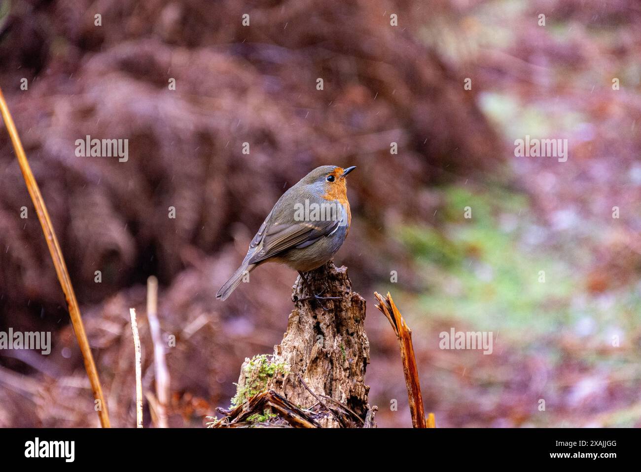 Robin 3 Banque D'Images