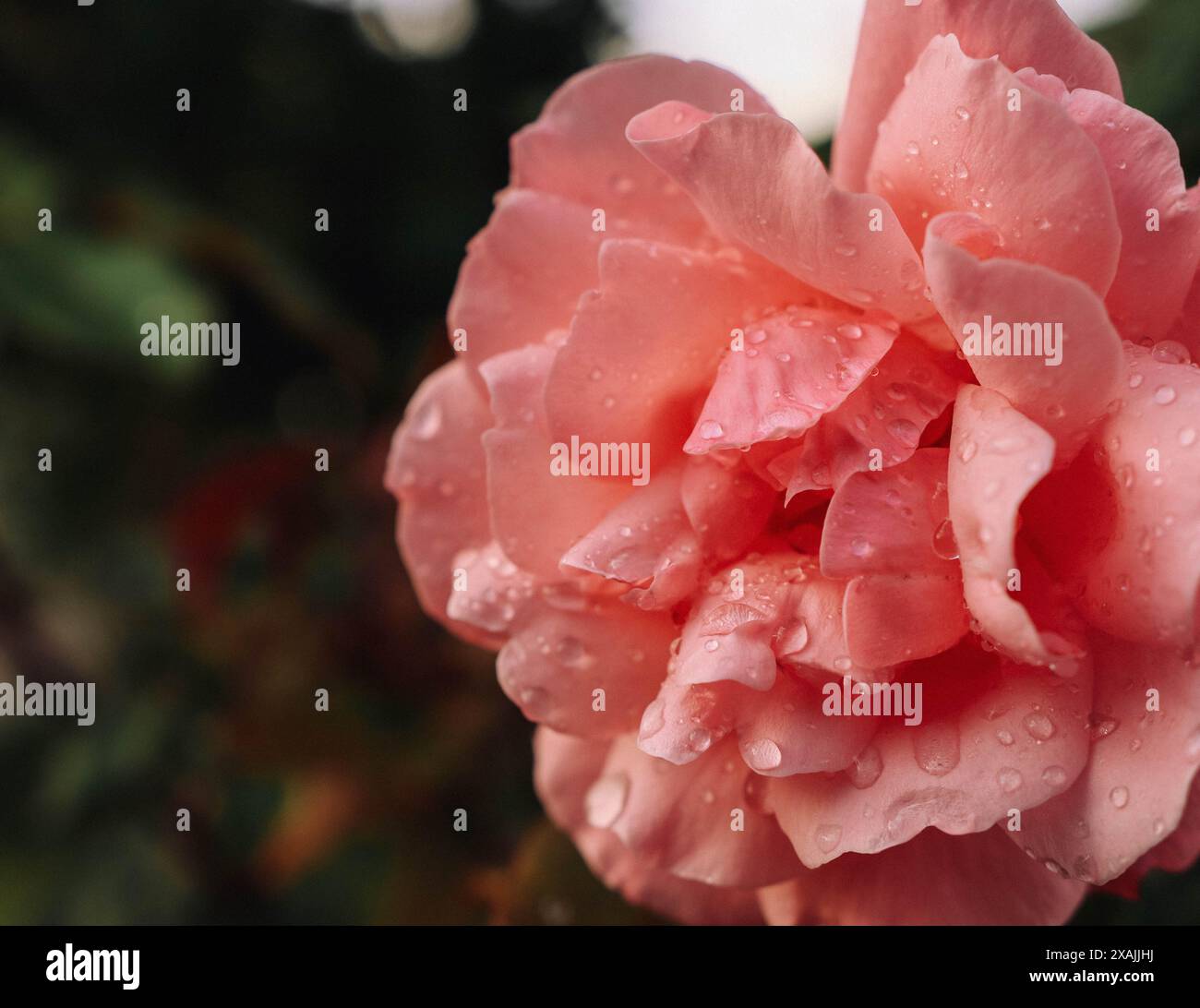 Magnifique floraison a augmenté après la pluie Banque D'Images