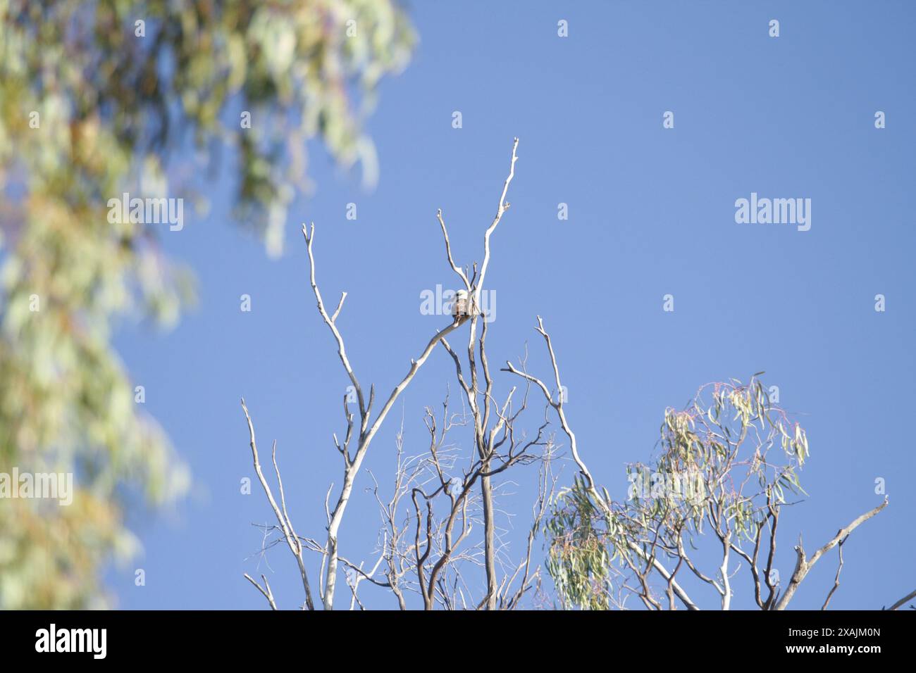 Kookaburra au sommet d'un arbre mort Banque D'Images
