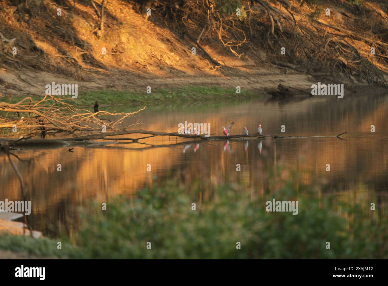 Galahs sur une branche morte dans la Murray River Banque D'Images