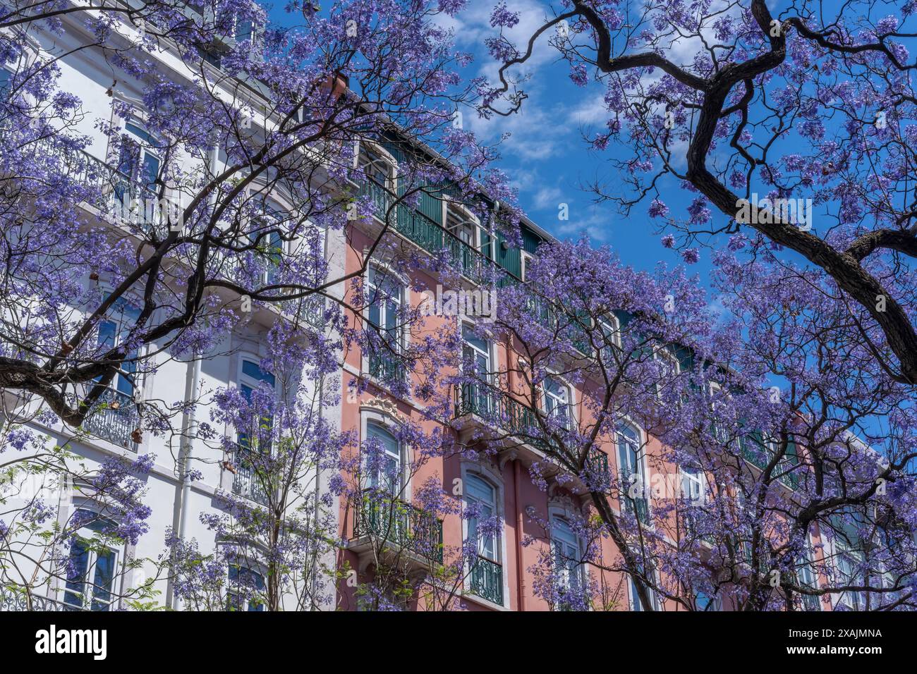 Arbres jacarandas en fleurs, Lisbonne, Portugal Banque D'Images