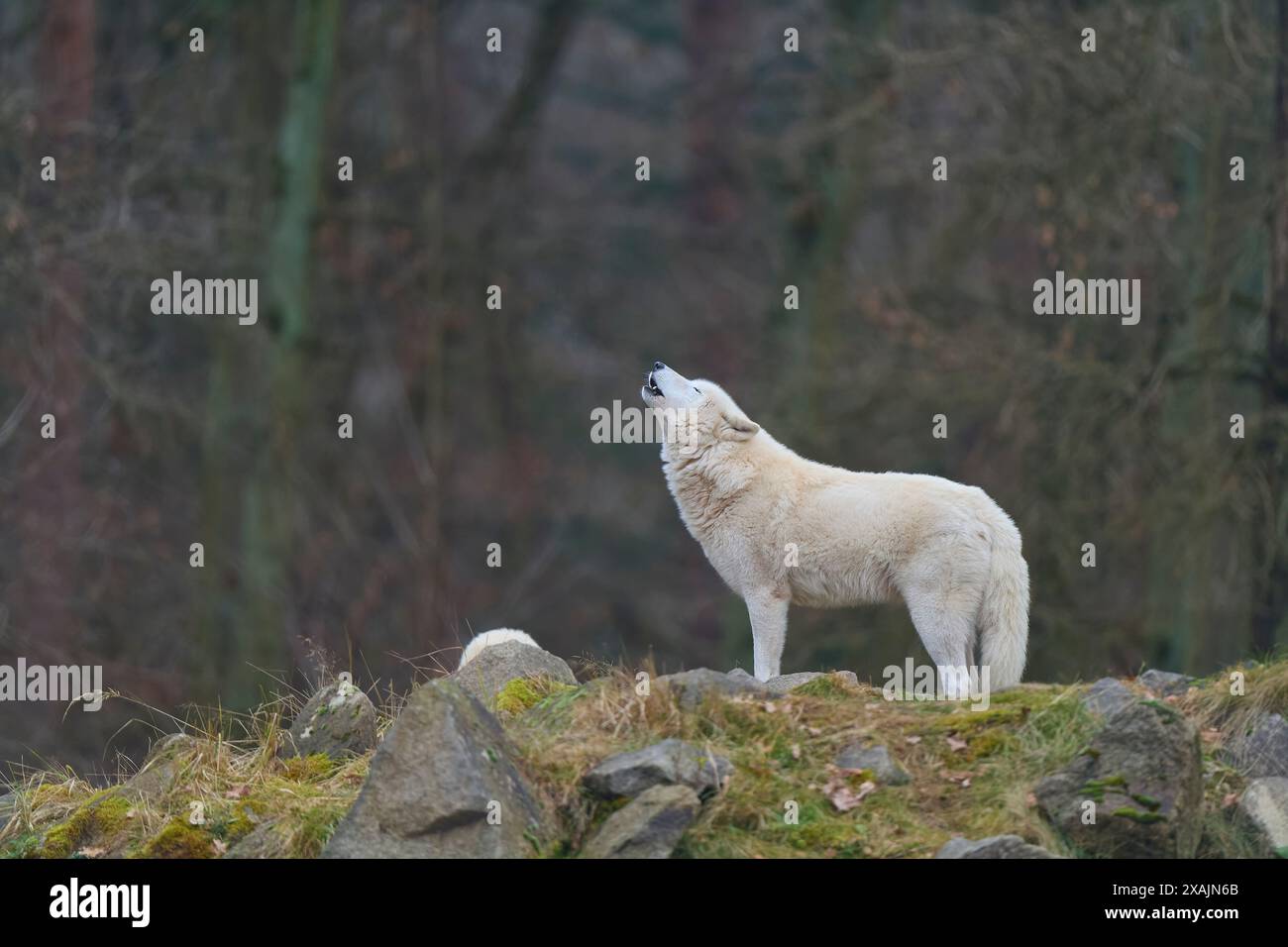 Loup arctique (Canis lupus arctos), hurlant Banque D'Images