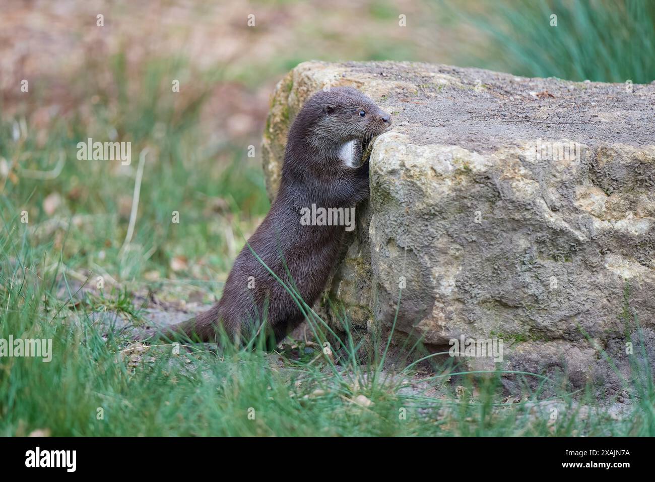 Loutre européenne (Lutra lutra) séjour sur un rocher Banque D'Images