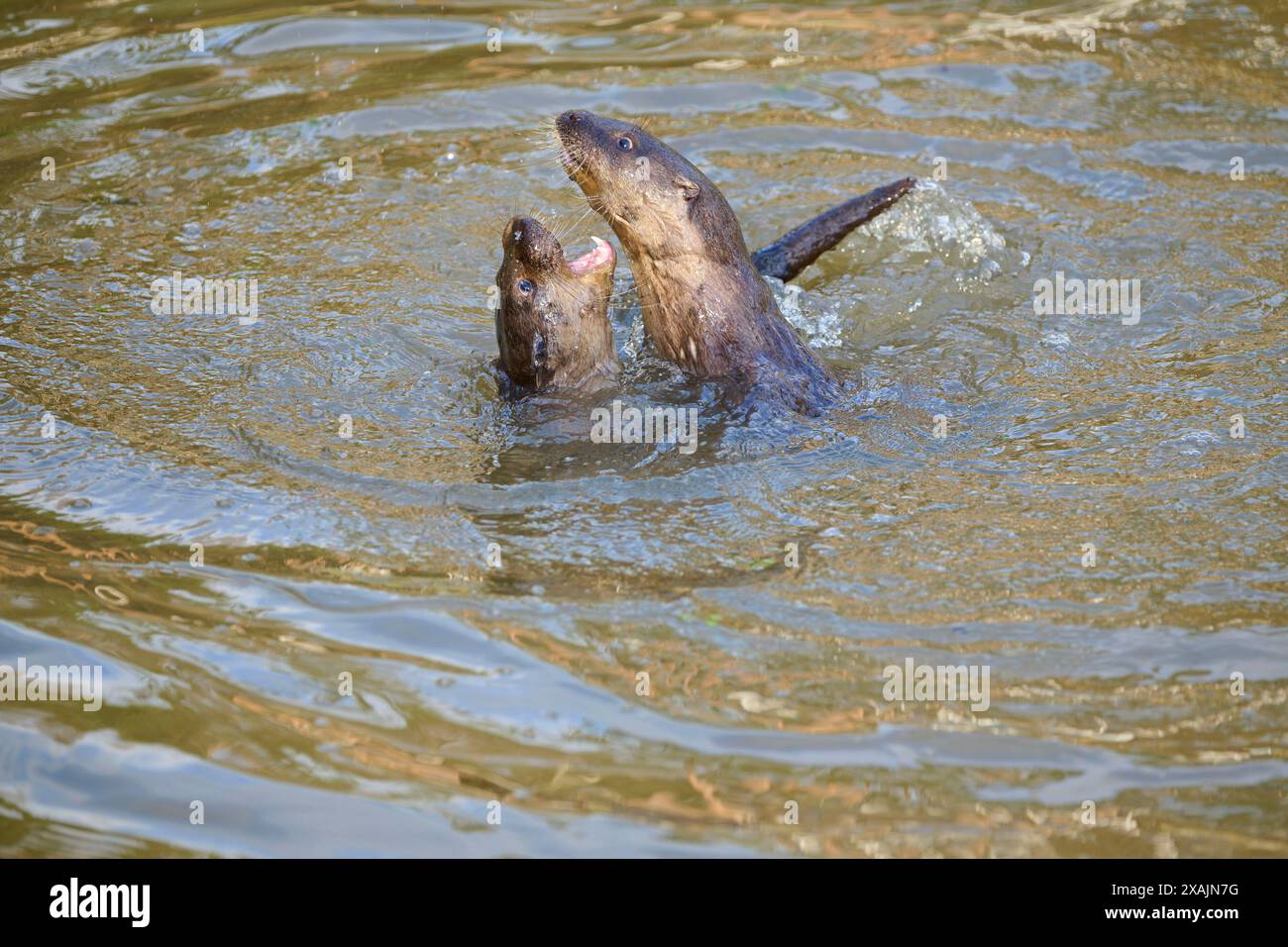 Loutre européenne (Lutra lutra), deux animaux jouent et combattent dans l'étang Banque D'Images