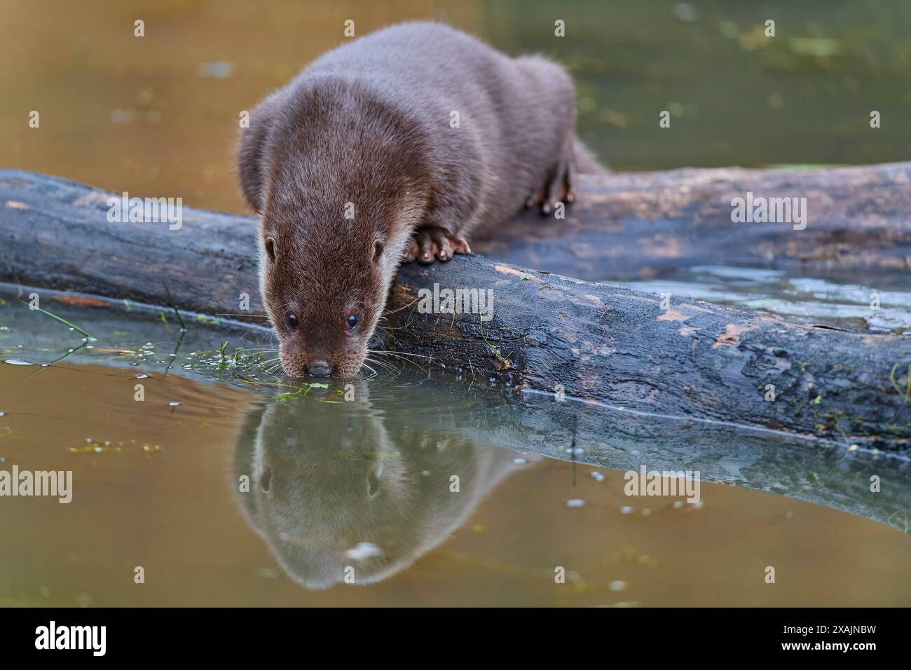 Loutre européenne (Lutra lutra) sur le tronc d'arbre dans l'étang Banque D'Images