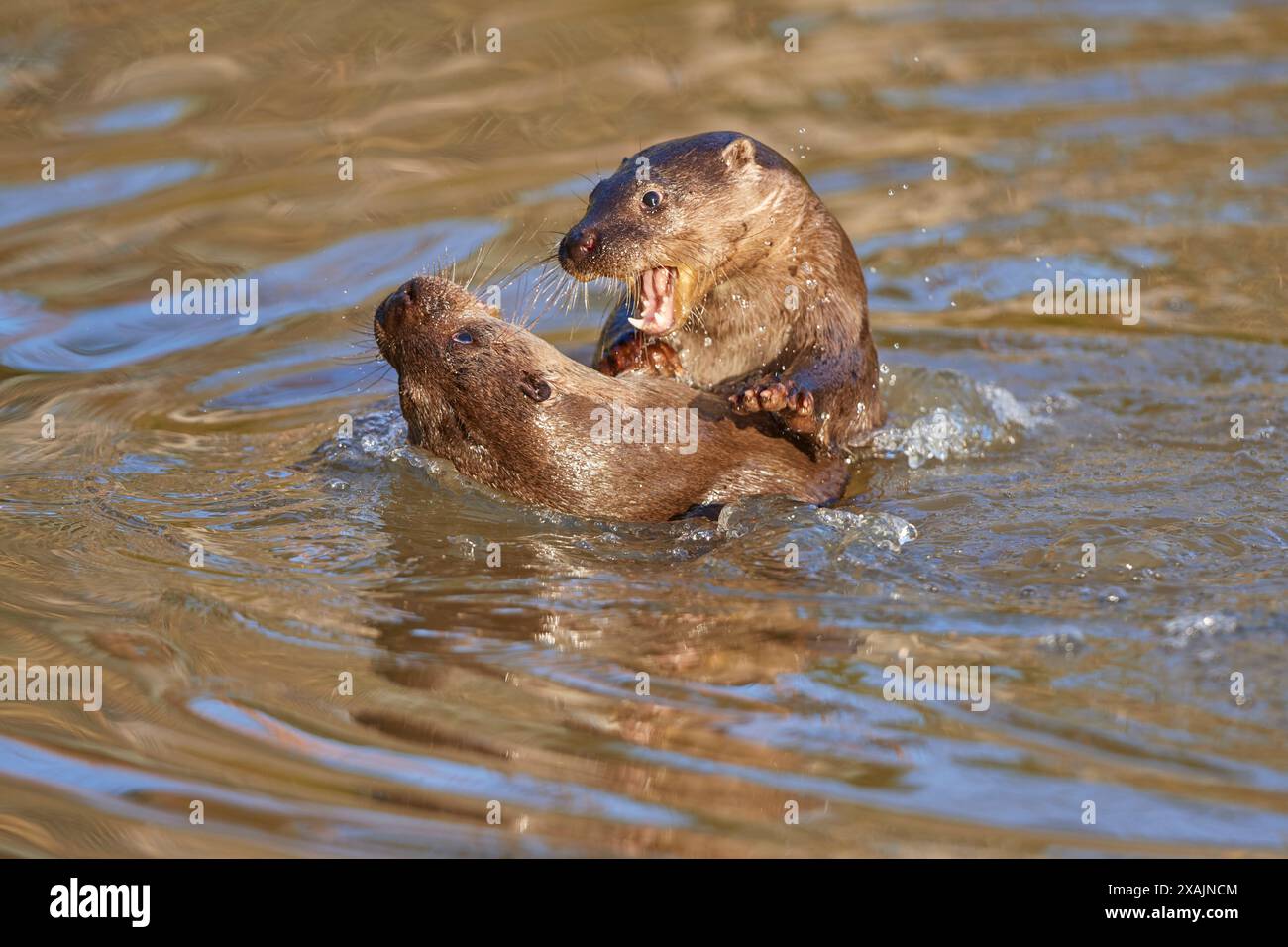 Loutre européenne (Lutra lutra), deux animaux jouent et combattent dans l'étang Banque D'Images