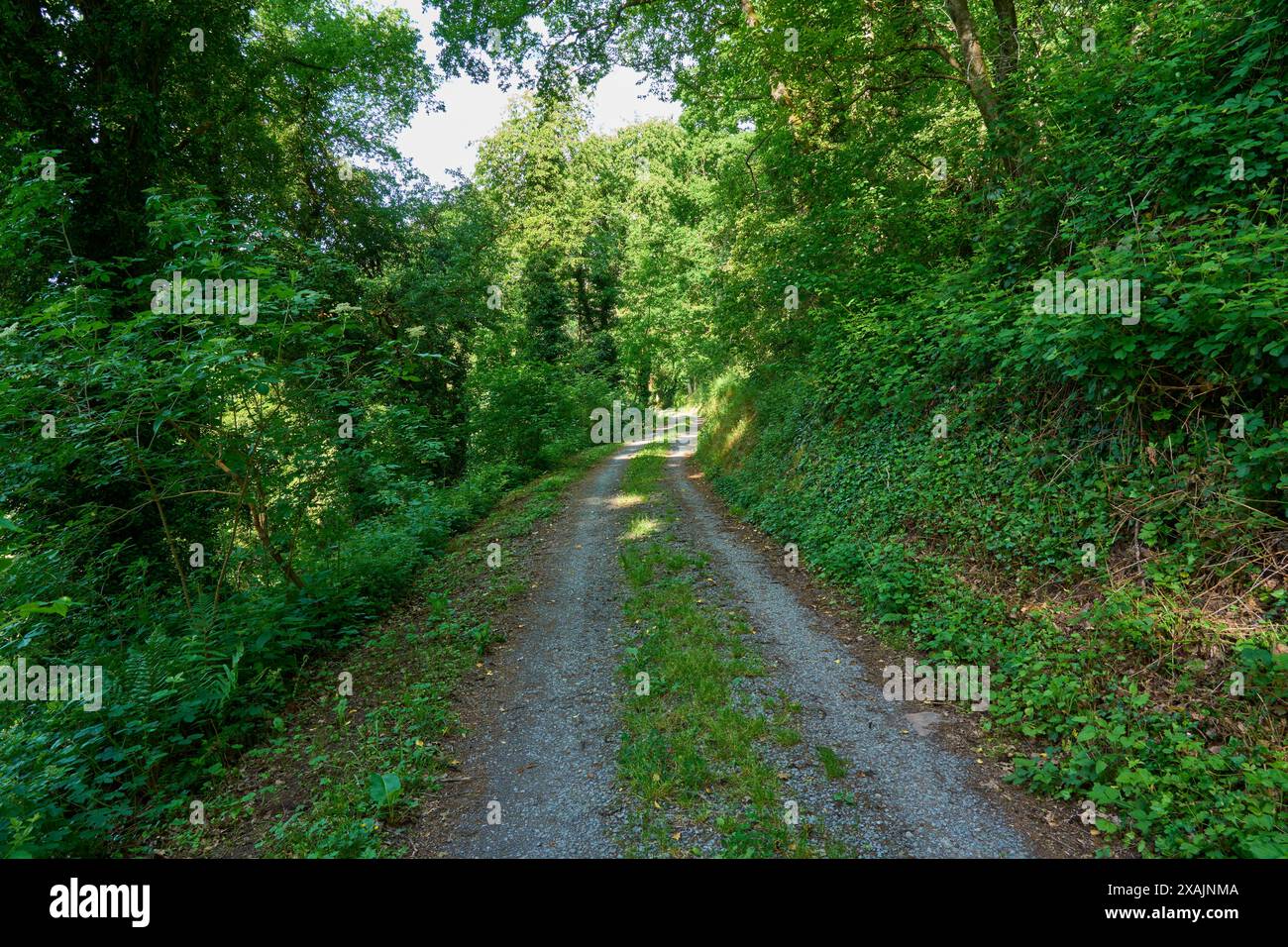Chemin forestier au printemps, Großheubach, Miltenberg, Spessart, Bavière, Allemagne Banque D'Images
