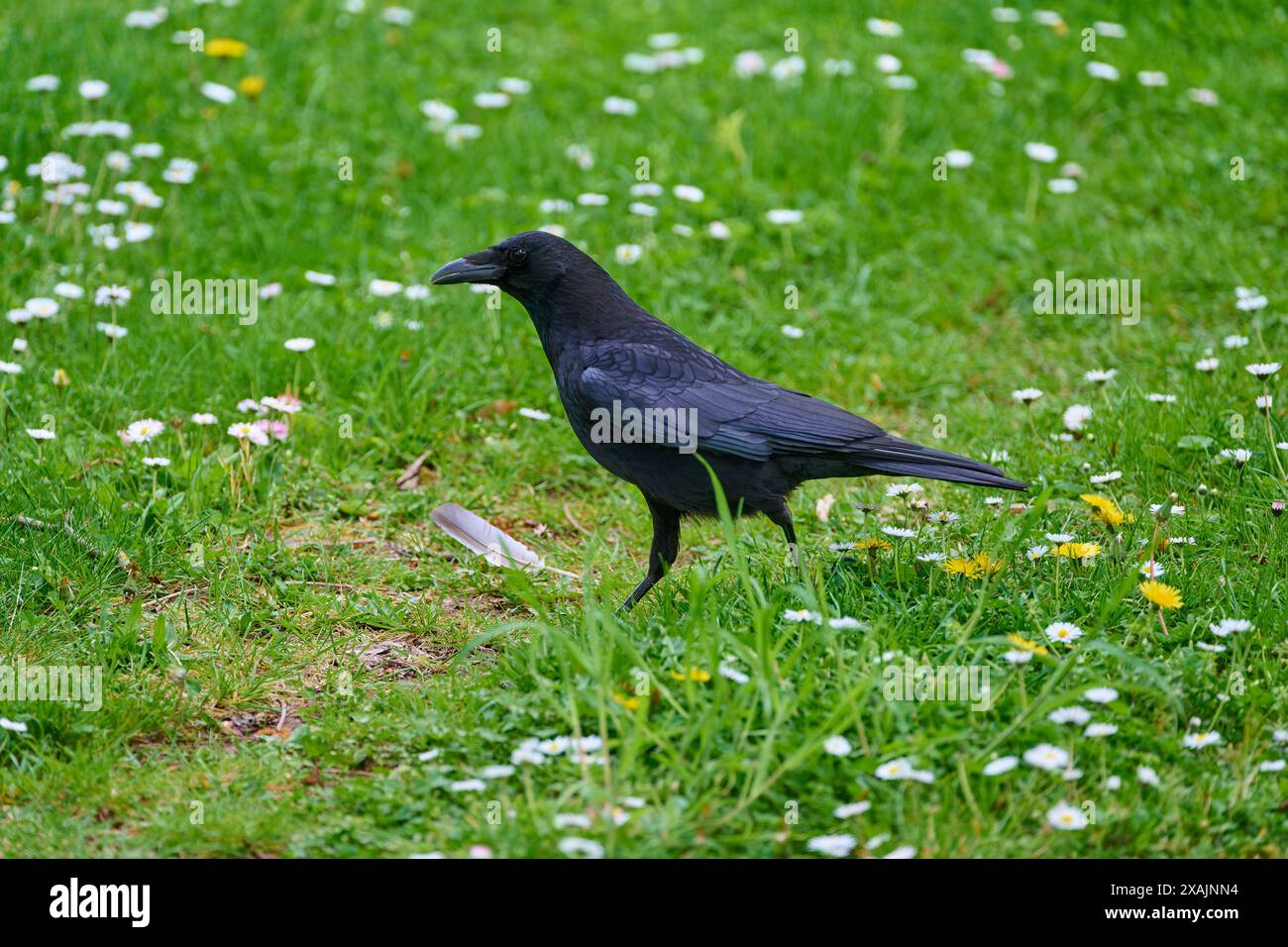 Corbeau charoie (Corvus corone) dans la prairie, au printemps Banque D'Images