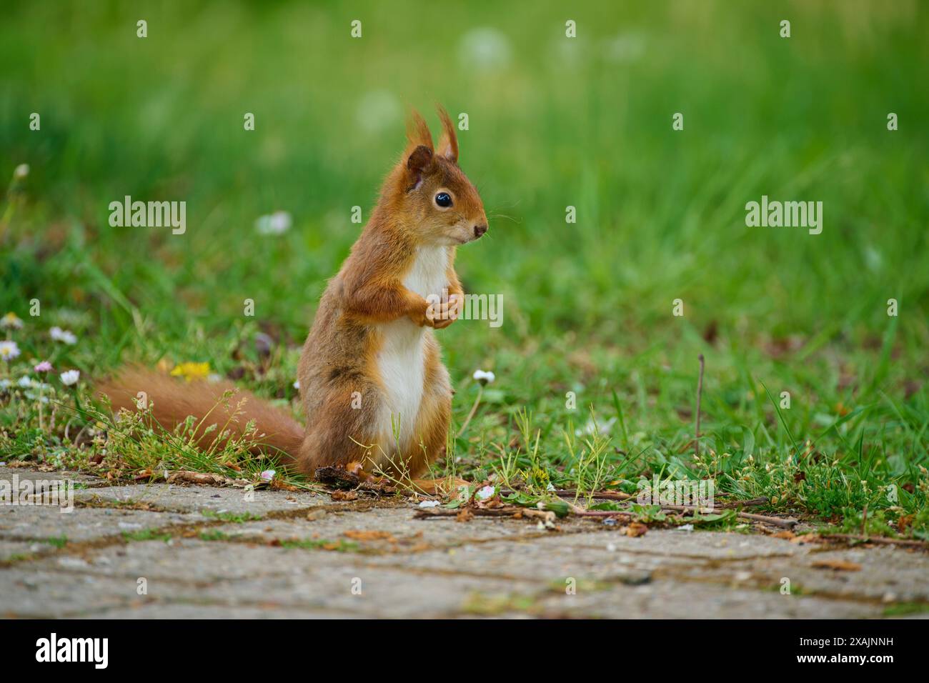 Écureuil roux (Sciurus vulgaris) dans le parc, au printemps Banque D'Images