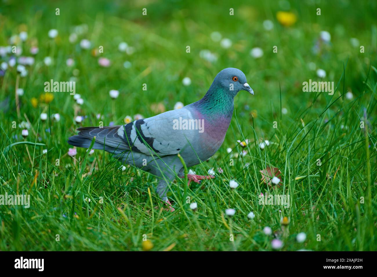 Pigeon domestique dans le parc au printemps Banque D'Images