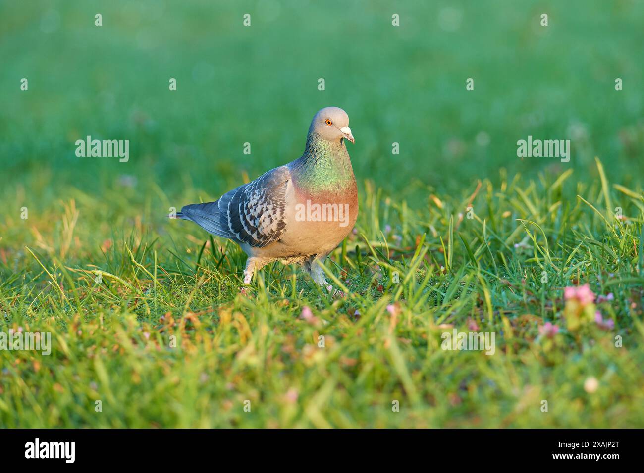 Pigeon domestique dans le parc au printemps Banque D'Images