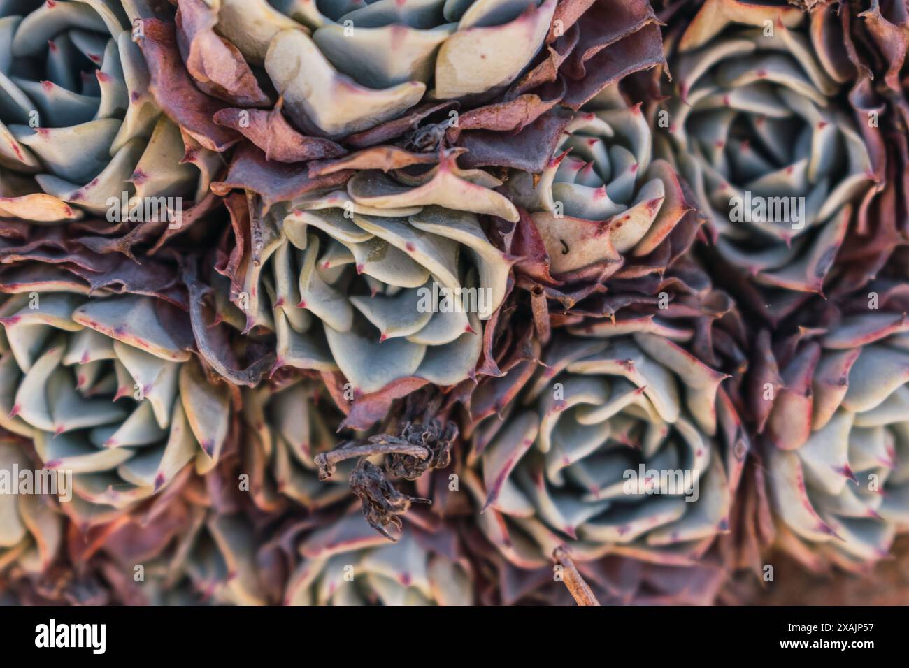 Texture de plante encastrée dans les roches au premier plan illuminée par la lumière naturelle. Banque D'Images