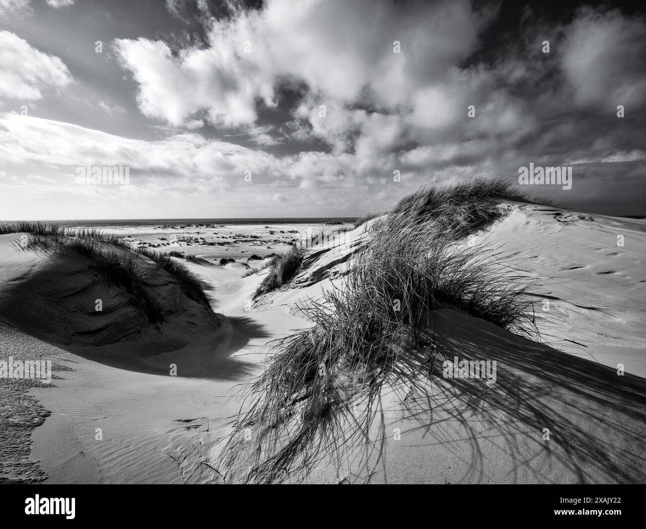 Dans les dunes d'Amrum entre le Sturmwai et Quermarkenfeuer dans le parc national de la mer des Wadden, Allemagne du Nord Banque D'Images