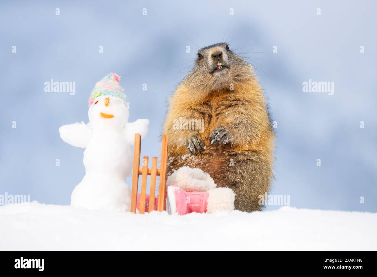 Marmotte alpine (Marmota marmota), jeune marmotte se tient à côté d'une luge, bottes d'hiver et bonhomme de neige avec un chapeau dans la neige et regarde dans la caméra Banque D'Images