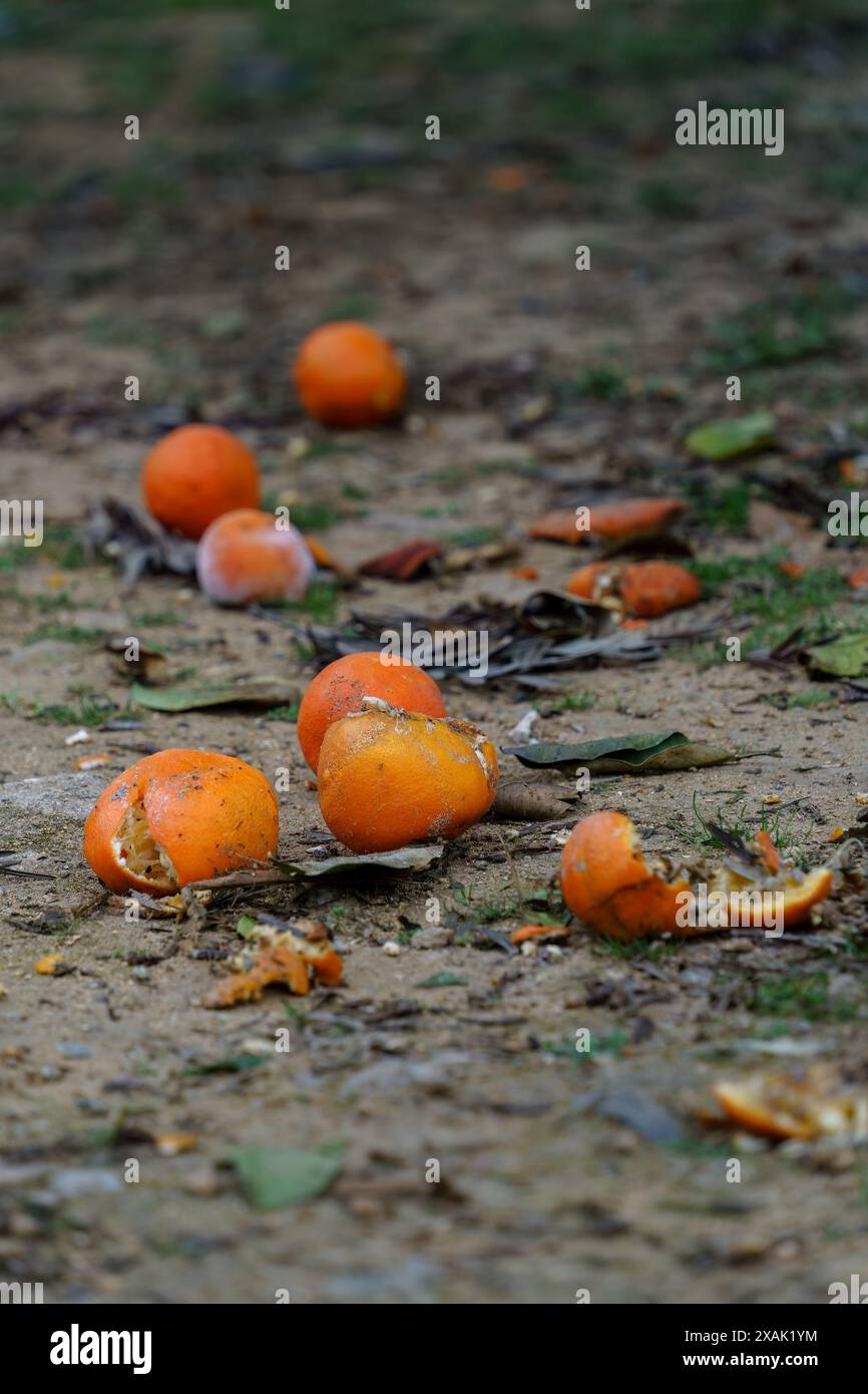 Oranges partiellement pourries et écrasées dispersées sur le sol. Banque D'Images