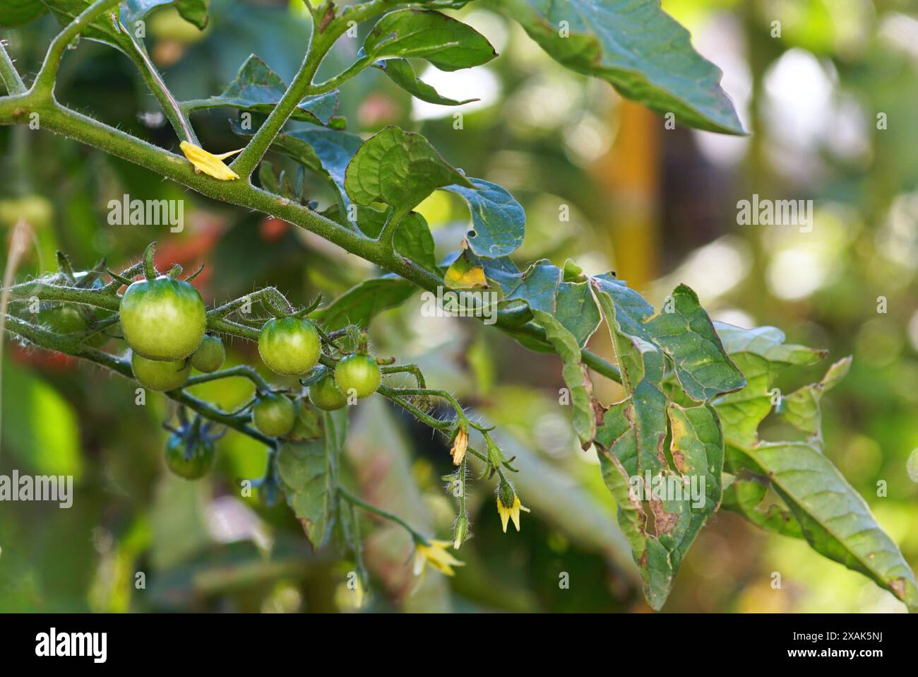 Culture de tomates cerises dans le jardin - gros plan fragment d'arbuste. Feuilles et petites tomates vertes sur une branche. Banque D'Images