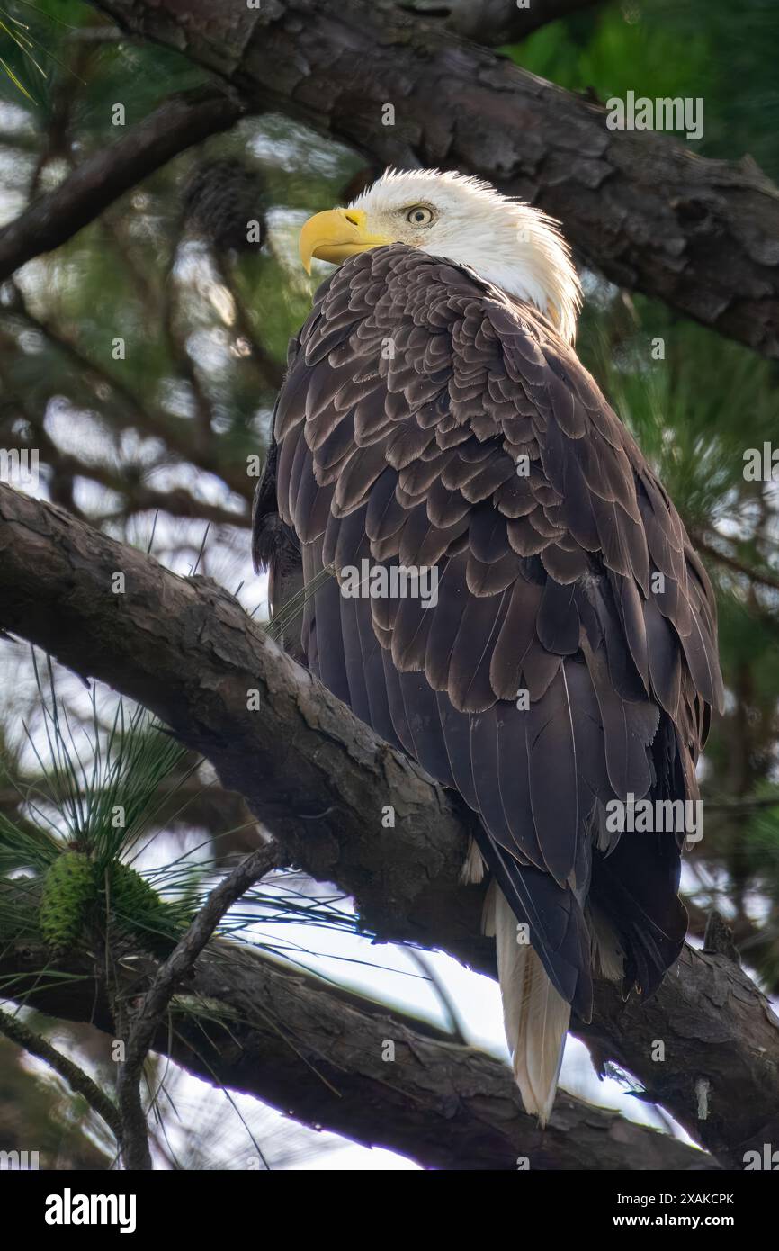 Un aigle à tête blanche américain reposant dans un arbre le long du lac Jordan, Caroline du Nord Banque D'Images