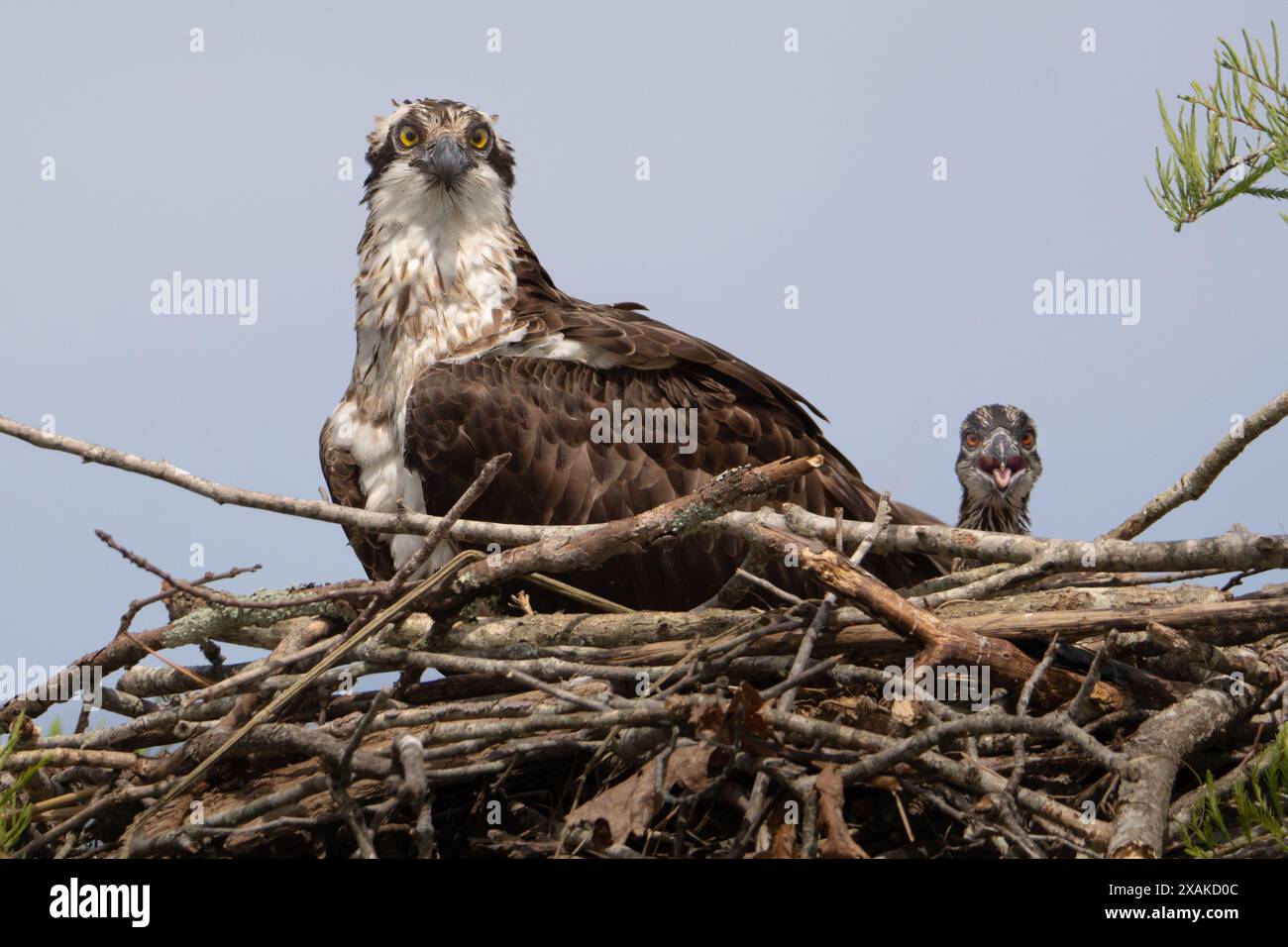 Un moine-bavard surveillant ses poussins. Banque D'Images