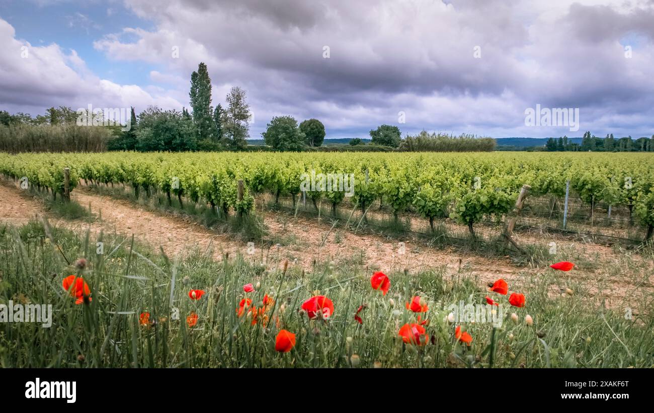 France, vignoble près de Coursan au printemps Banque D'Images