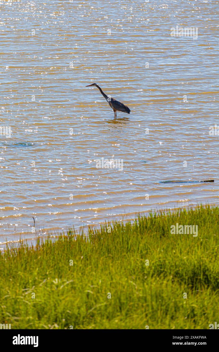 Great Blue Heron se nourrissant sur les rives du fleuve Fraser à Steveston Canada Banque D'Images