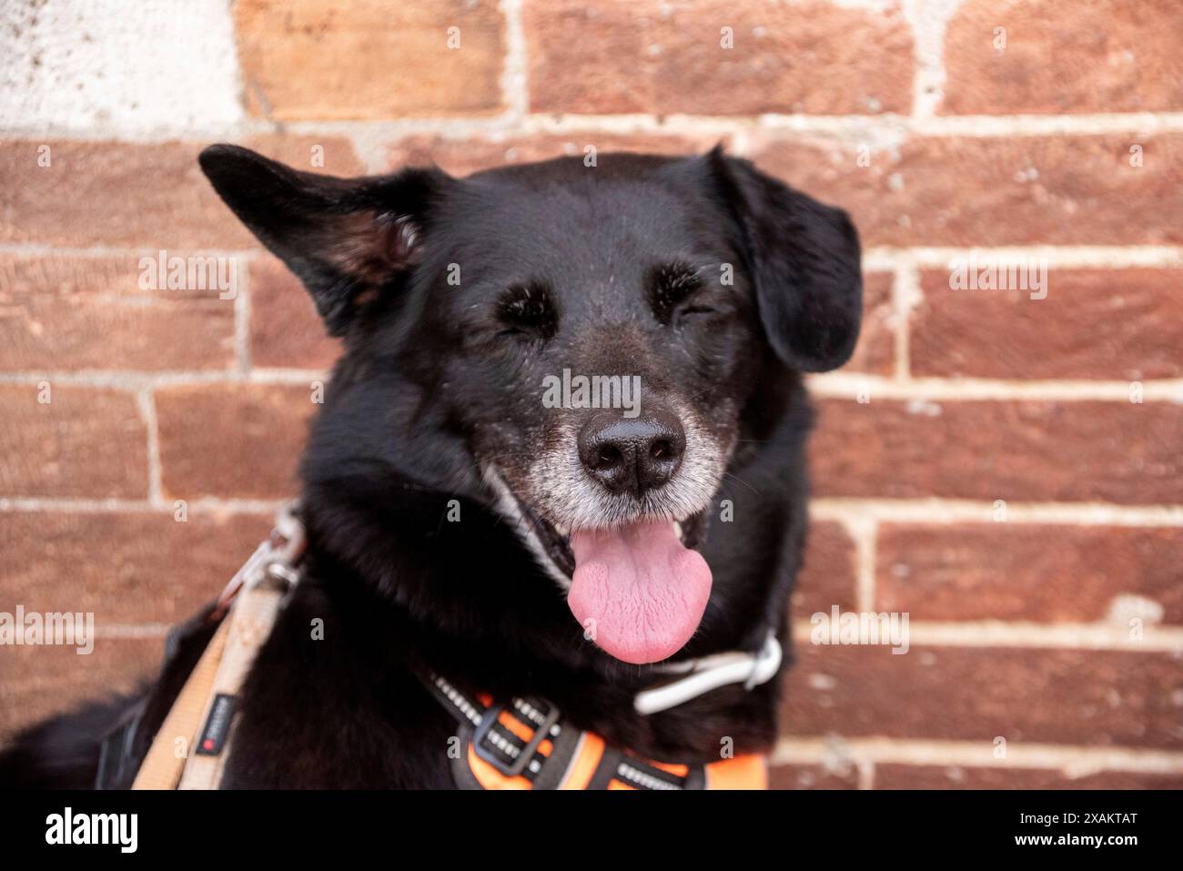 Visage d'un chien noir fatigué à Sienne, Italie Banque D'Images