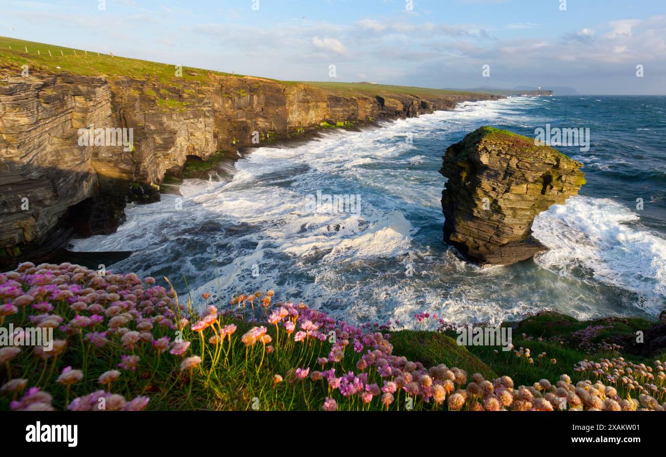 Le Spord Sea stack, Orkney Islands Banque D'Images