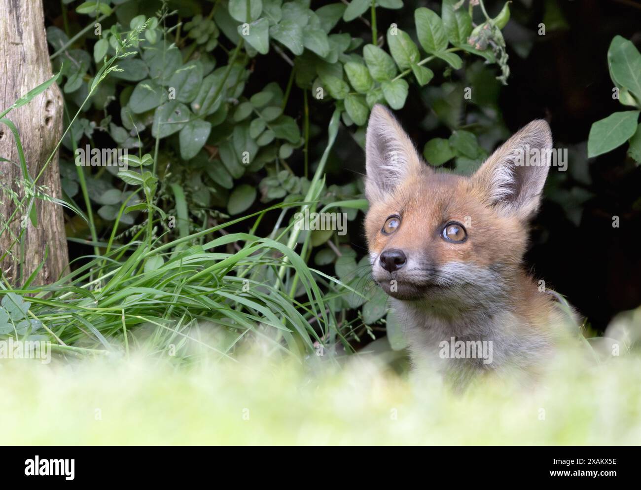 Jeune renard rouge sauvage (Vulpes vulpes) au bord du sous-bois, Warwickshire Banque D'Images