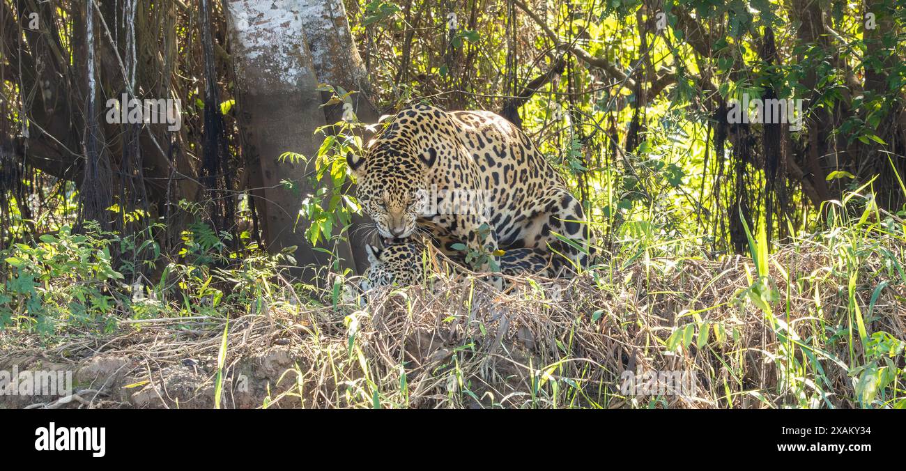 Deux Jaguars s'accouplant avec un mâle sur le dessus mordant femelle sur une rive, marécages brésiliens, Pantanal, Brésil Banque D'Images