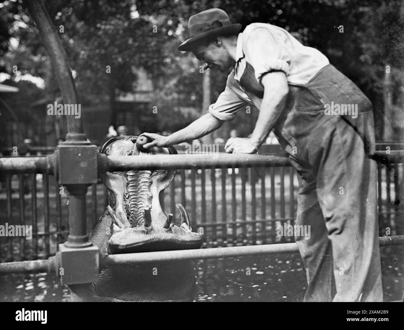 Central Park - nourrir l'hippopotame, entre c1910 et c1915. Banque D'Images