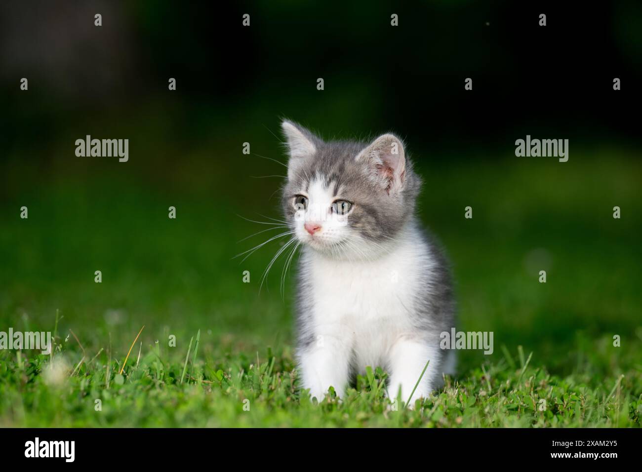 Mignon bébé chaton assis dans l'herbe verte dans une cour arrière en été Banque D'Images