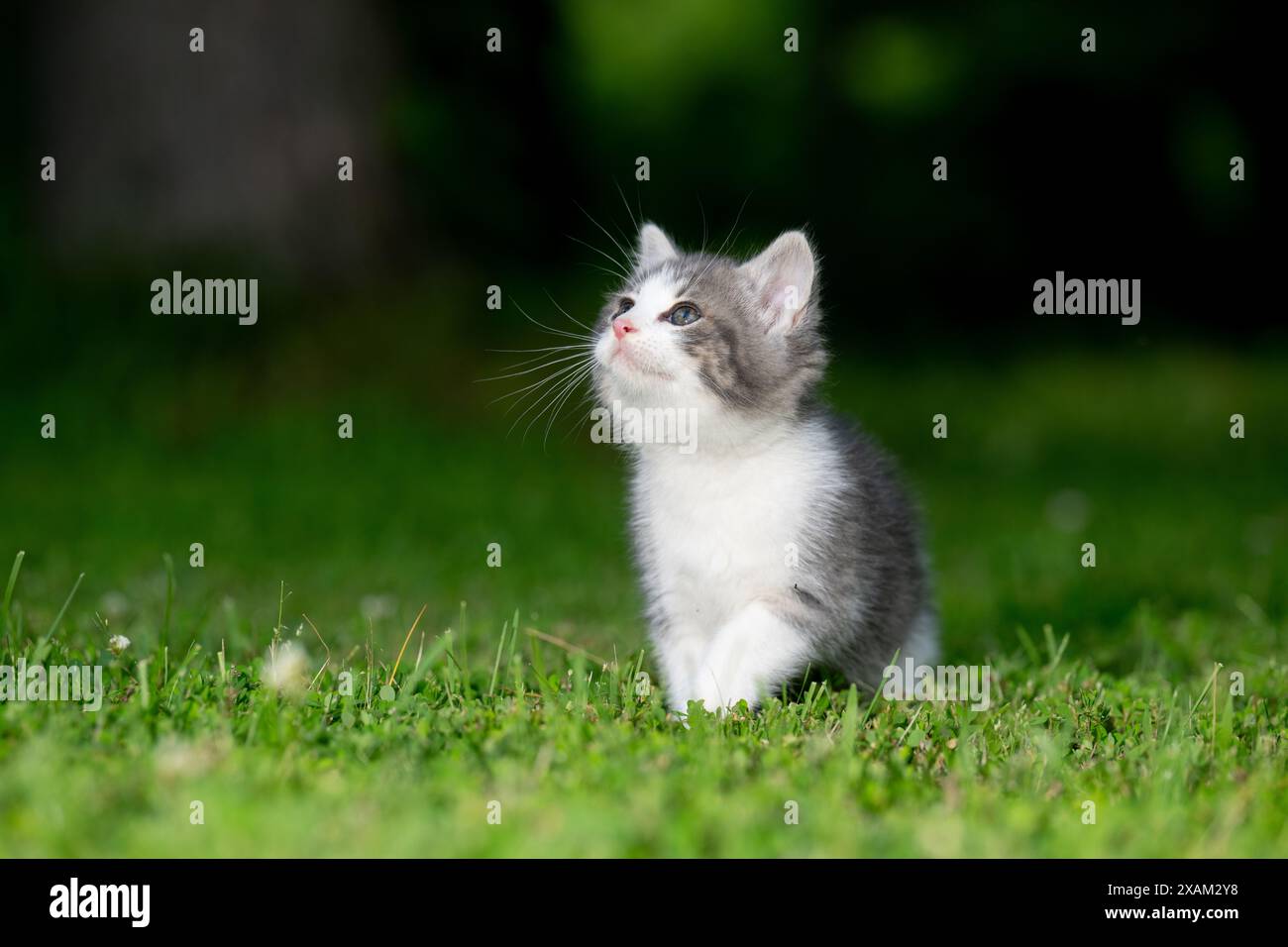 Mignon bébé chaton assis dans l'herbe verte dans une cour arrière en été Banque D'Images