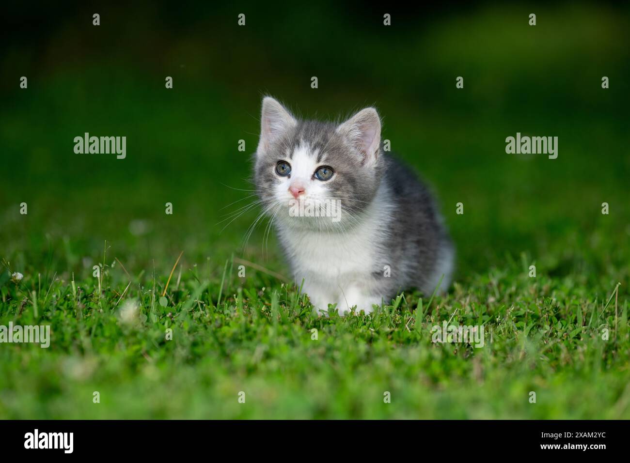 Mignon bébé chaton assis dans l'herbe verte dans une cour arrière en été Banque D'Images