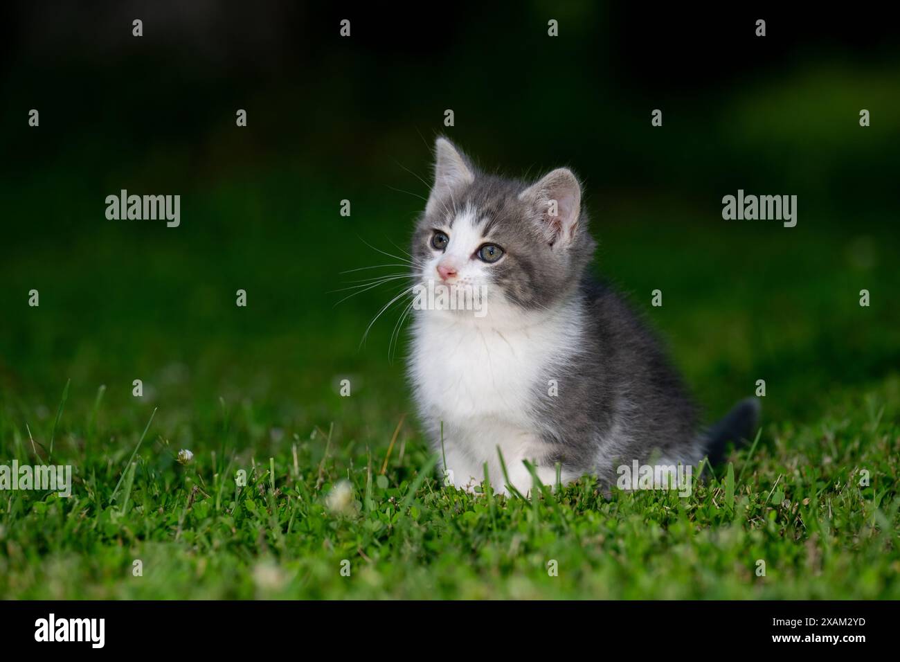 Mignon bébé chaton assis dans l'herbe verte dans une cour arrière en été Banque D'Images