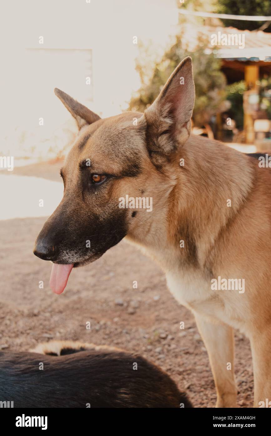 portrait de chien de berger allemand avec la langue dehors Banque D'Images