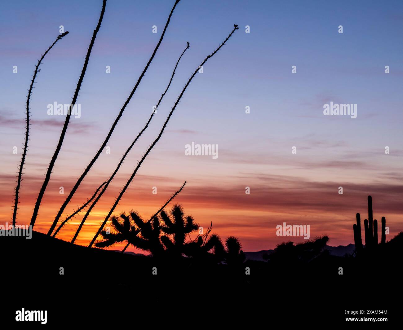 Coucher de soleil, Ajo Mountain Drive, Organ Pipe Cactus National Monument, Arizona. Banque D'Images