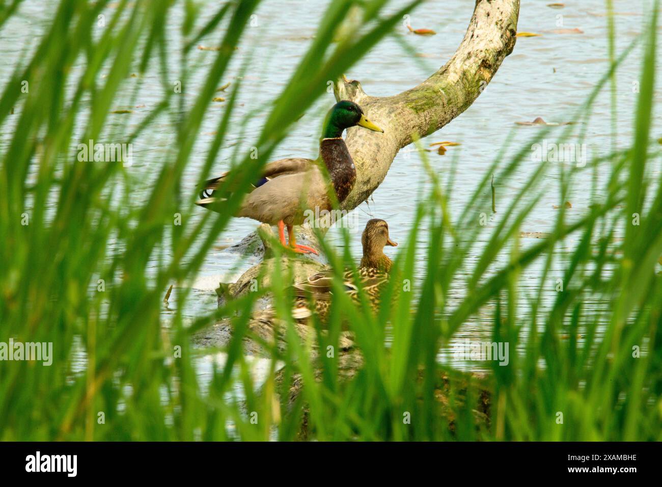 Couple de colverts dans le marais vu à travers de hautes herbes Banque D'Images