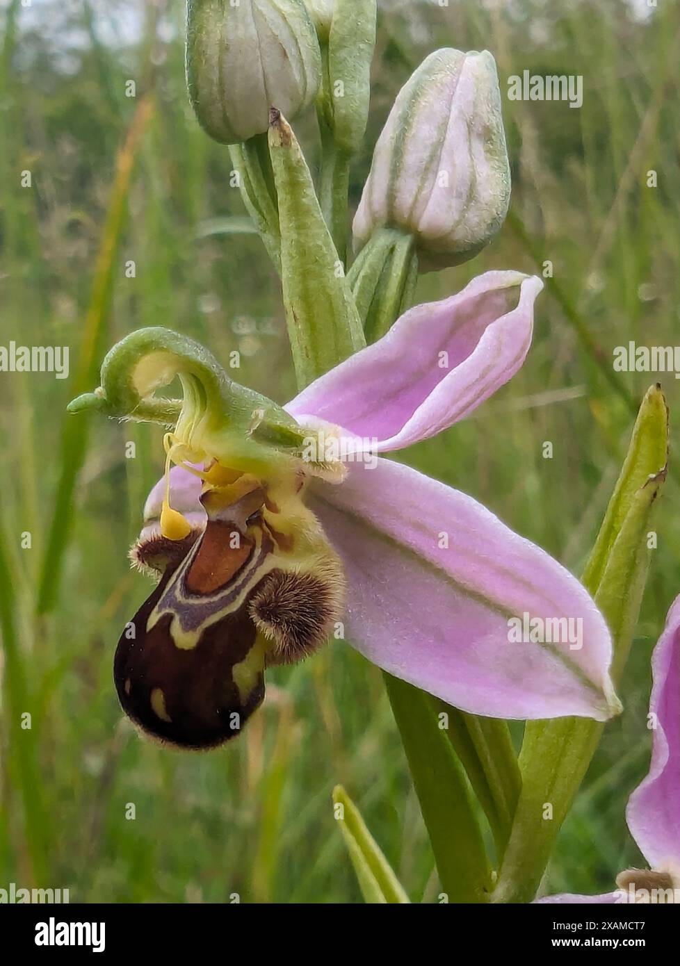 Fleur d'Ophrys apifera, orchidée d'abeille, une orchidée terrestre. La coévolution de la fleur et de son insecte pollinisateur a conduit l'orchidée à ressembler à une abeille. Banque D'Images