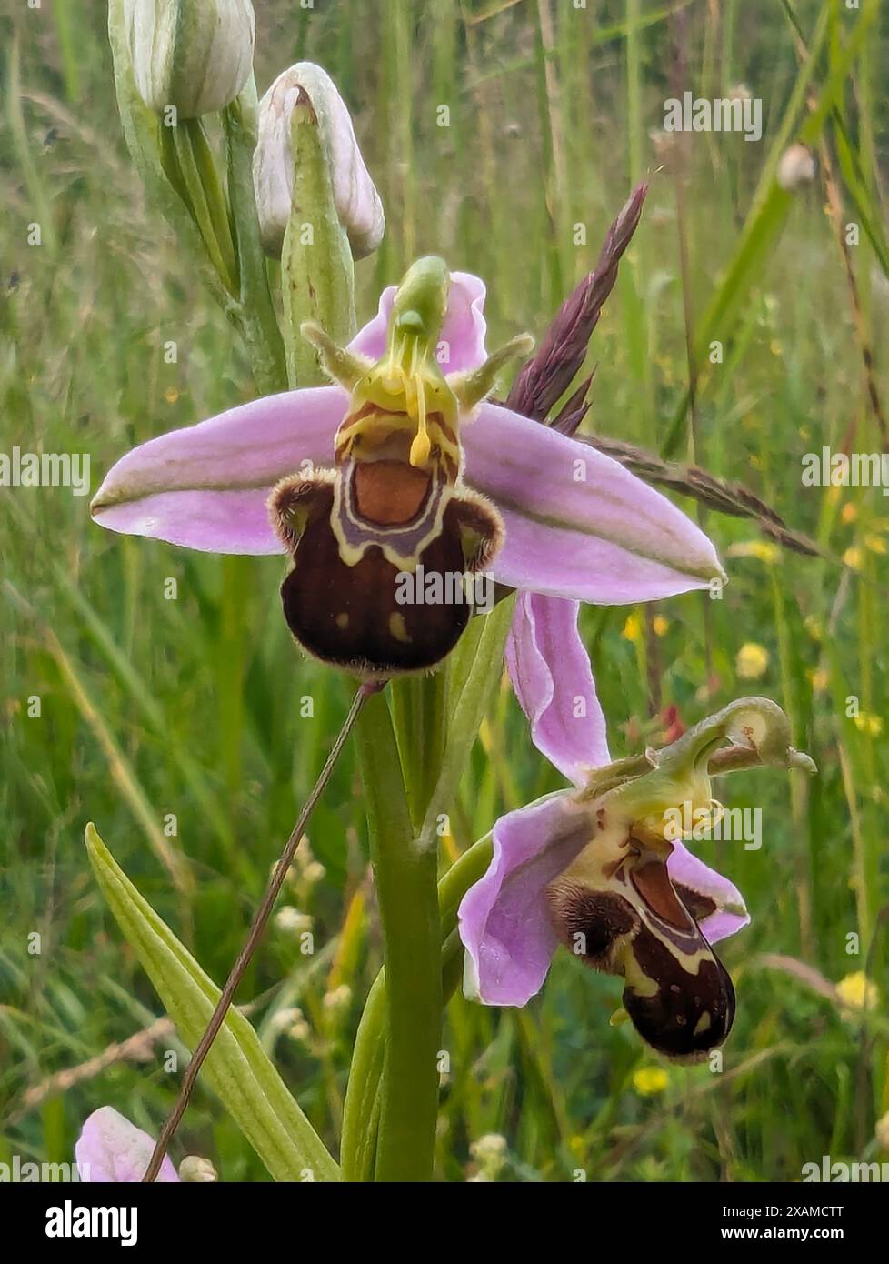 Fleur d'Ophrys apifera, orchidée d'abeille, une orchidée terrestre. La coévolution de la fleur et de son insecte pollinisateur a conduit l'orchidée à ressembler à une abeille. Banque D'Images