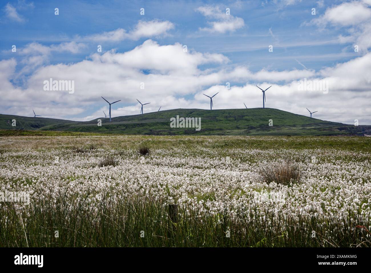 Scout Moor Windfarm au-dessus de Cotton Grass Moorland. Banque D'Images