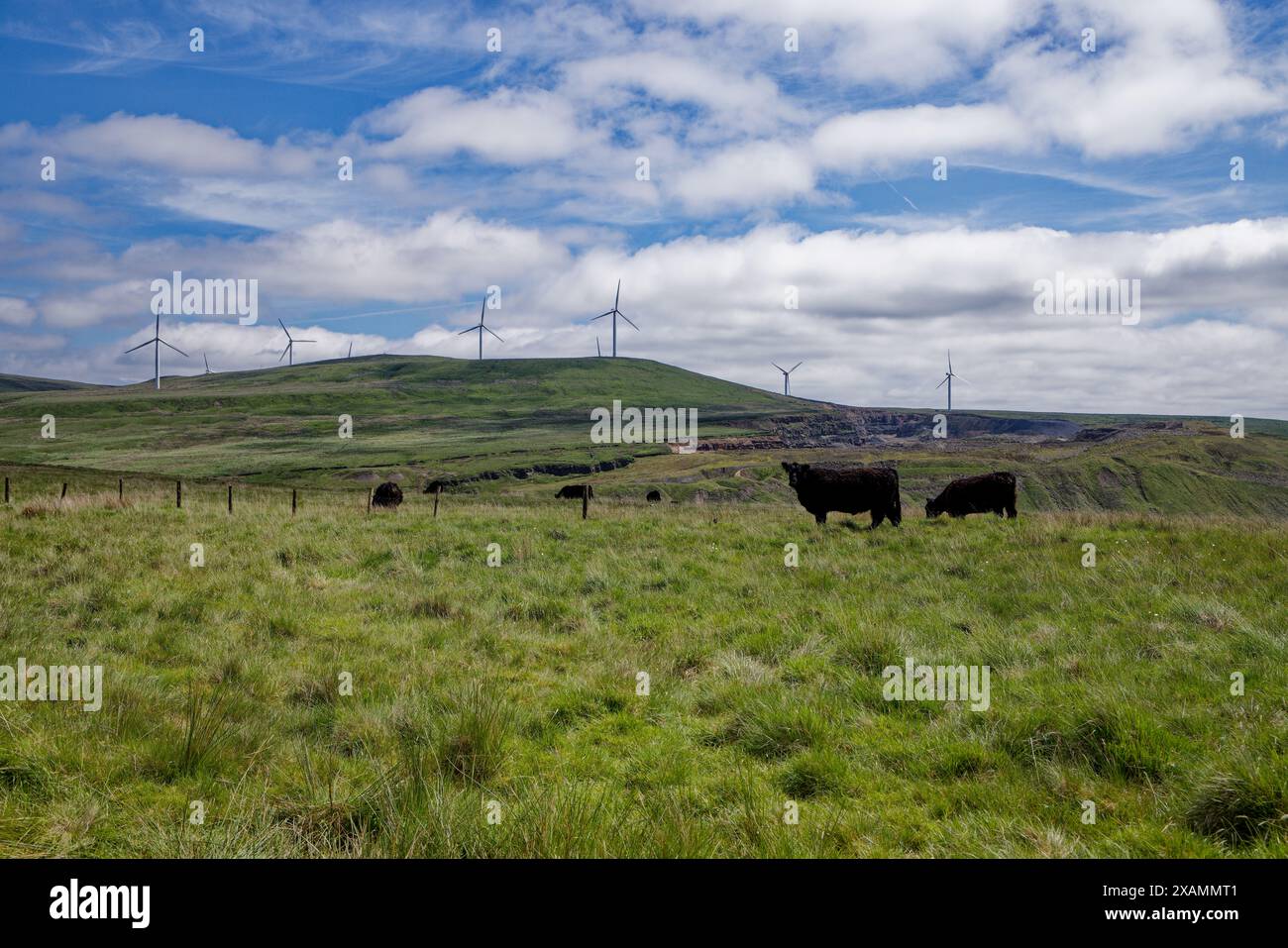 Les bovins noirs paissent dans les West Pennines Banque D'Images