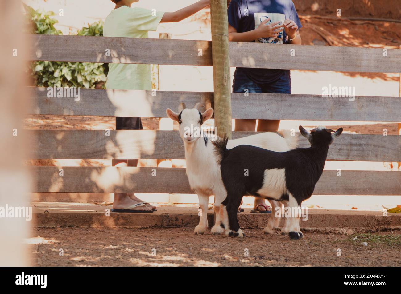 chèvres jouant avec les enfants à la ferme Banque D'Images